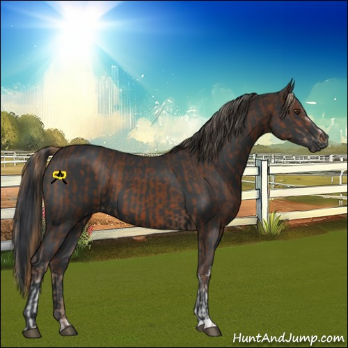 Horse Color:White Spotted Liver Chestnut  and Black 