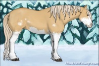 Horse Color:Palomino Dun Splash  and Palomino Dun Splash Frame 