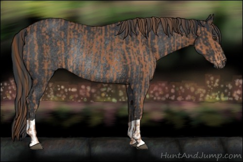 Horse Color:Chestnut  and Black Rabicano 