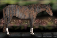 Horse Color:Chestnut  and Black Rabicano 