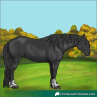 Horse Color:Black  and Black 