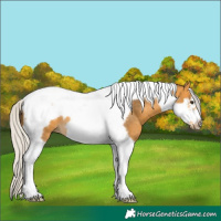 Horse Color:Silver Buckskin Tobiano Frame