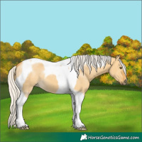 Horse Color:Silver Buckskin Dun Tobiano