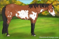 Horse Color:Unknown 