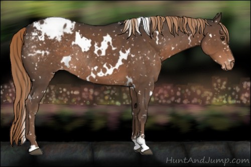 Horse Color:White Spotted Liver Chestnut Sabino Appaloosa Rabicano 