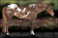 Horse Color:White Spotted Liver Chestnut Sabino Appaloosa Rabicano 