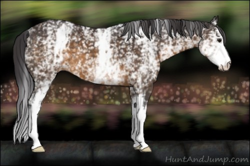 Horse Color:White Spotted Buckskin