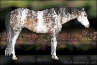 Horse Color:White Spotted Buckskin 