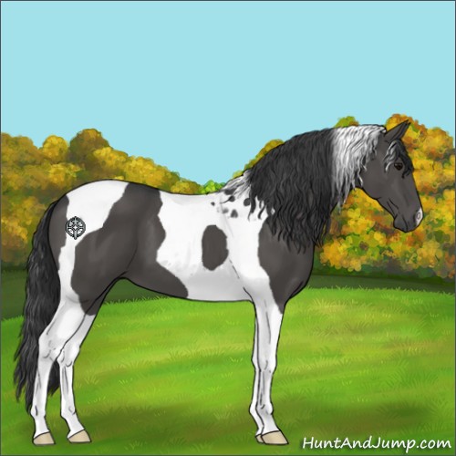 Horse Color:Black Tobiano 