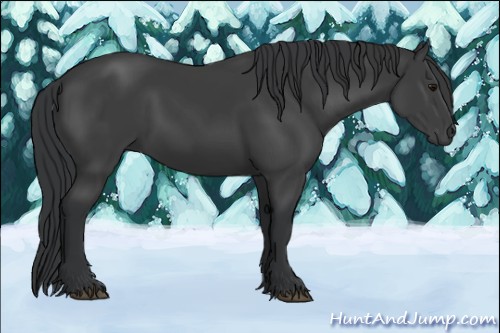 Horse Color:Black 