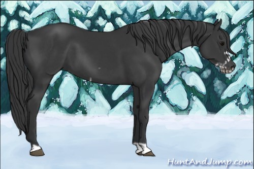 Horse Color:Black  and Black Frame 