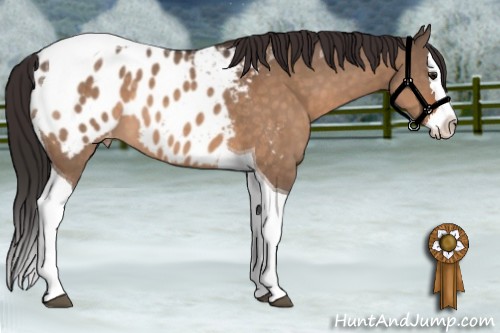 Horse Color:Brown Dun Splash Tobiano Appaloosa 