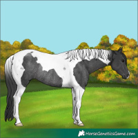 Horse Color:Black Tobiano Rabicano 
