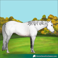 Horse Color:Gray Brown Rabicano 