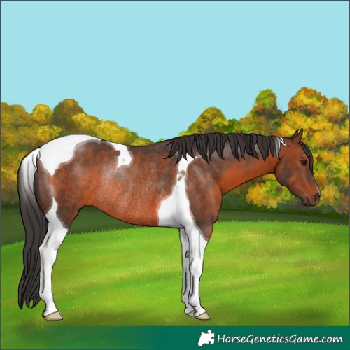 Horse Color:Brown Tobiano Rabicano