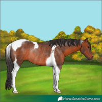 Horse Color:Brown Tobiano Rabicano