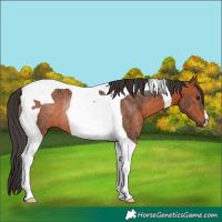 Horse Color:Bay Tobiano Rabicano 