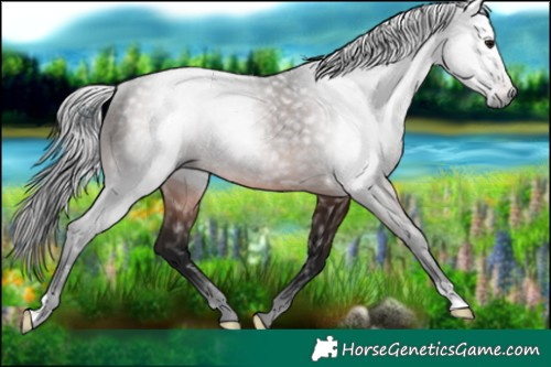 Horse Color:Gray Brown Rabicano 