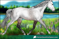 Horse Color:Gray Brown Rabicano 