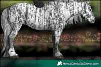Horse Color:Black  and Gray Black 