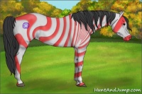 Horse Color:Black  and Black 