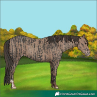 Horse Color:Black  and Classic Champagne 