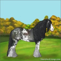 Horse Color:Black Sabino Rabicano 