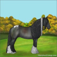 Horse Color:Black Sabino Tobiano Rabicano 
