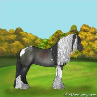 Horse Color:Black Sabino Tobiano Rabicano 