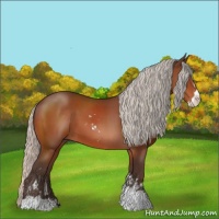 Horse Color:Silver Bay Sabino