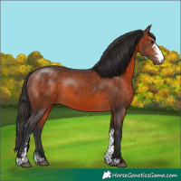 Horse Color:Brown Sabino