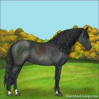 Horse Color:Black Sabino Rabicano 