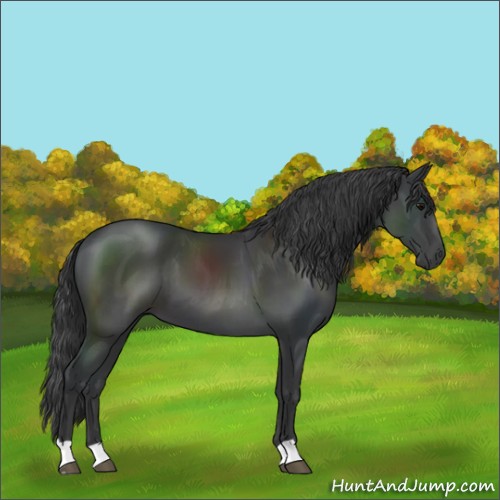 Horse Color:Black 