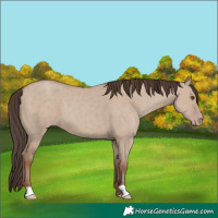 Horse Color:Classic Champagne Dun 