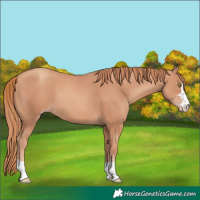 Horse Color:Gold Champagne 