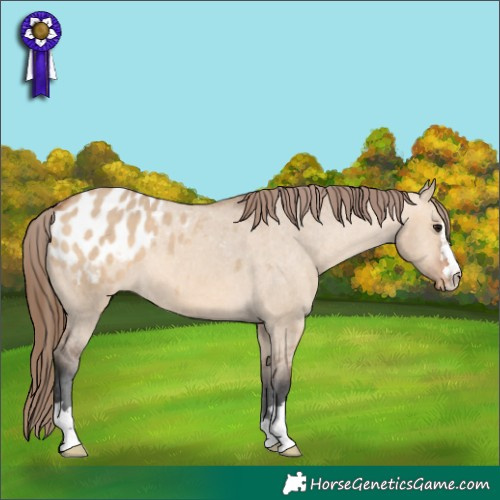 Horse Color:Bay Dun Appaloosa 