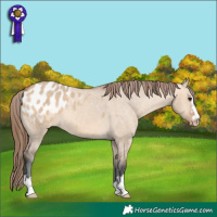 Horse Color:Bay Dun Appaloosa 