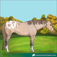 Horse Color:Bay Dun Appaloosa 