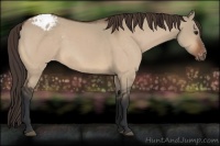 Horse Color:Bay Dun Appaloosa 