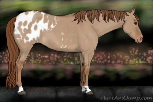 Horse Color:Red Dun Roan Appaloosa 