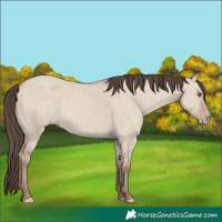 Horse Color:Classic Champagne Dun 