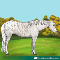 Horse Color:Silver Grullo Appaloosa 