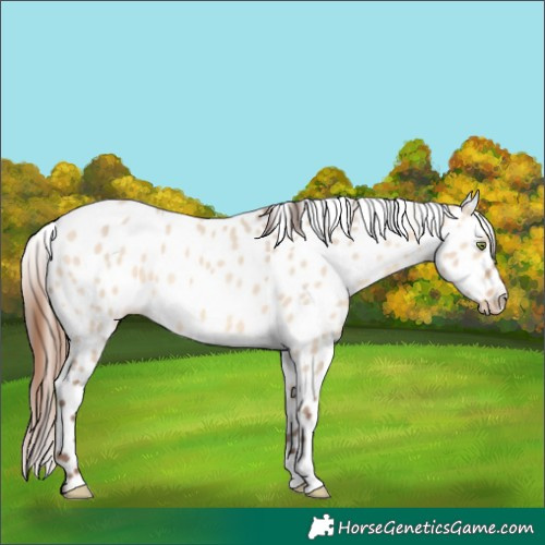 Horse Color:Amber Champagne Dun Appaloosa 