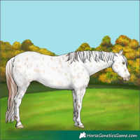 Horse Color:Amber Champagne Dun Appaloosa 