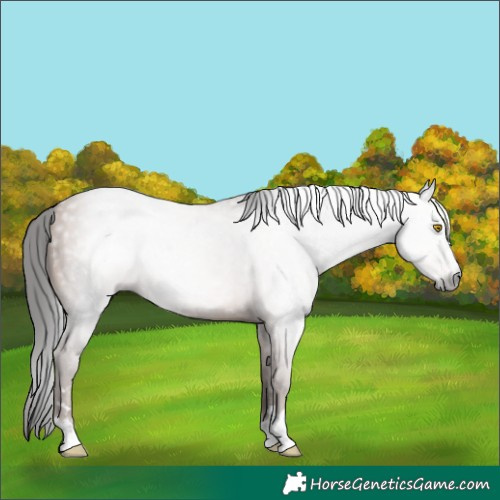 Horse Color:Gray Amber Champagne Rabicano 