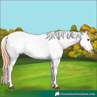 Horse Color:Grullo Varnish 
