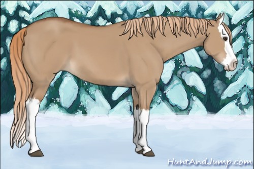 Horse Color:Red Dun Splash 