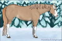 Horse Color:Red Dun Splash 