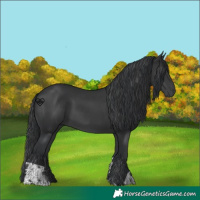 Horse Color:Black and Black