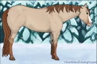 Horse Color:Red Dun Splash 